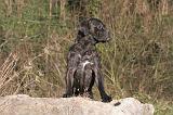 CANE CORSO 1389